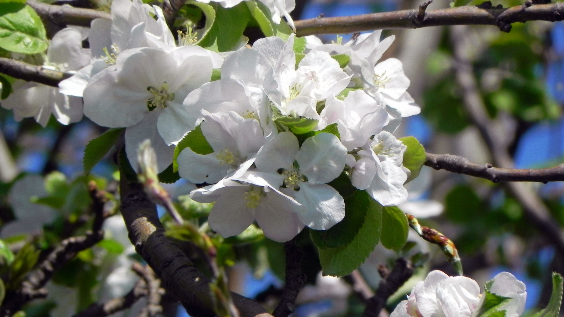 Kirschblüte