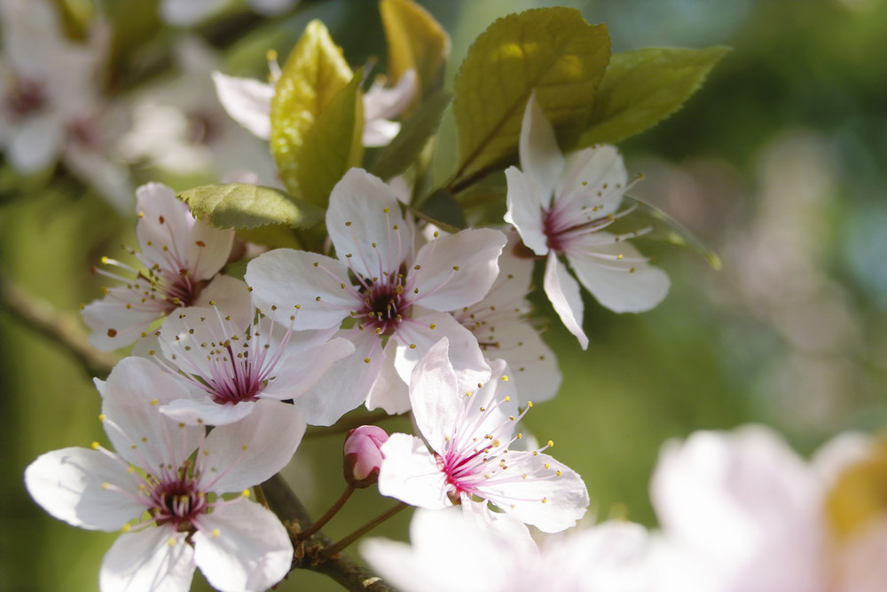 Kirschblüte