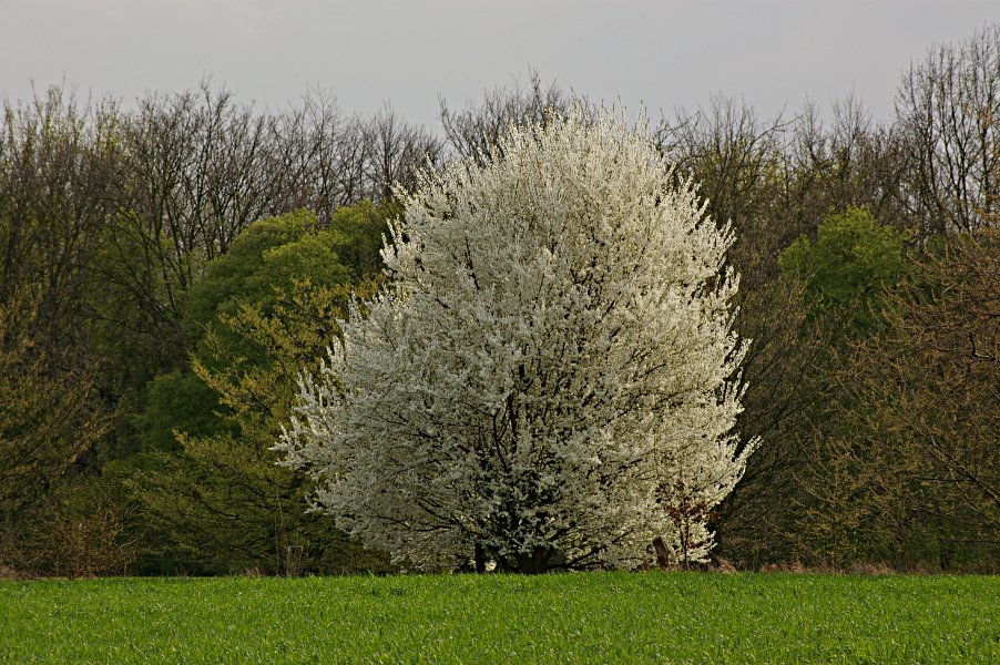 Kirschblüte