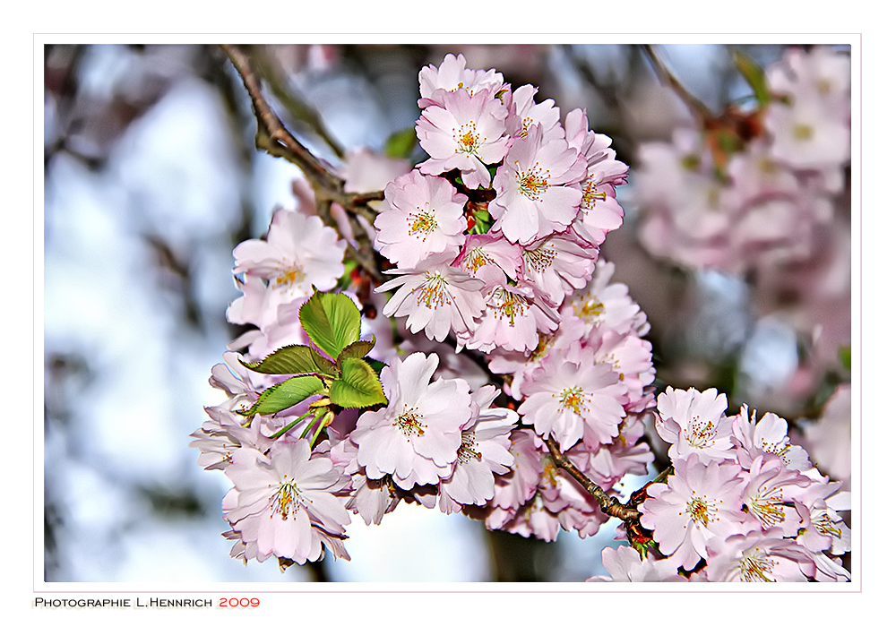 Kirschblüte