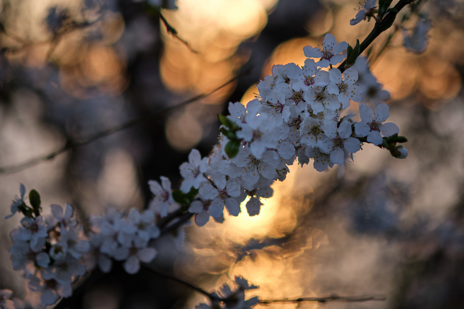 Kirschblüte