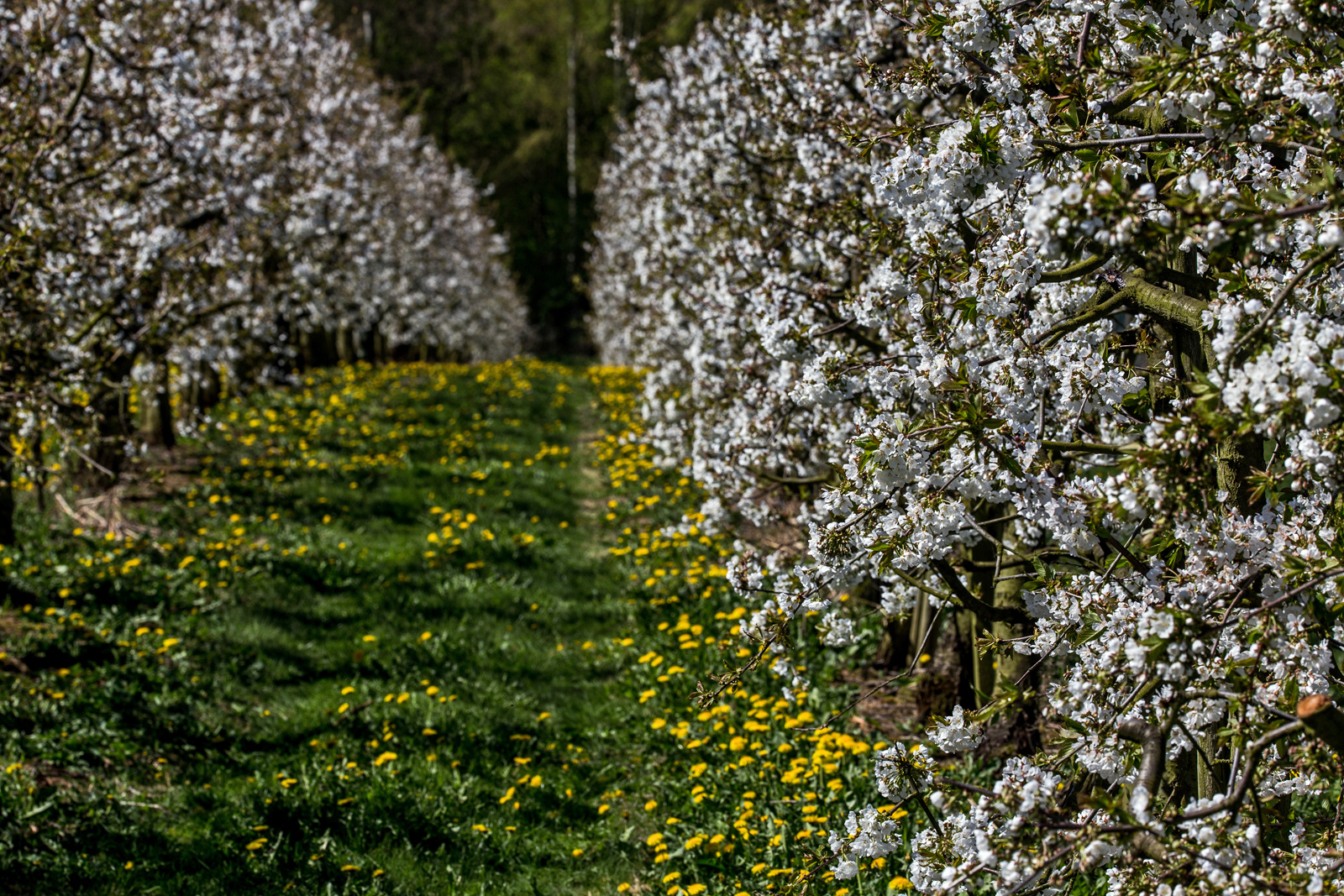 Kirschblüte