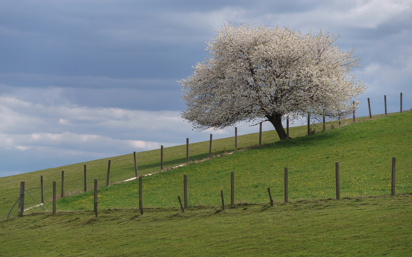 Kirschblüte