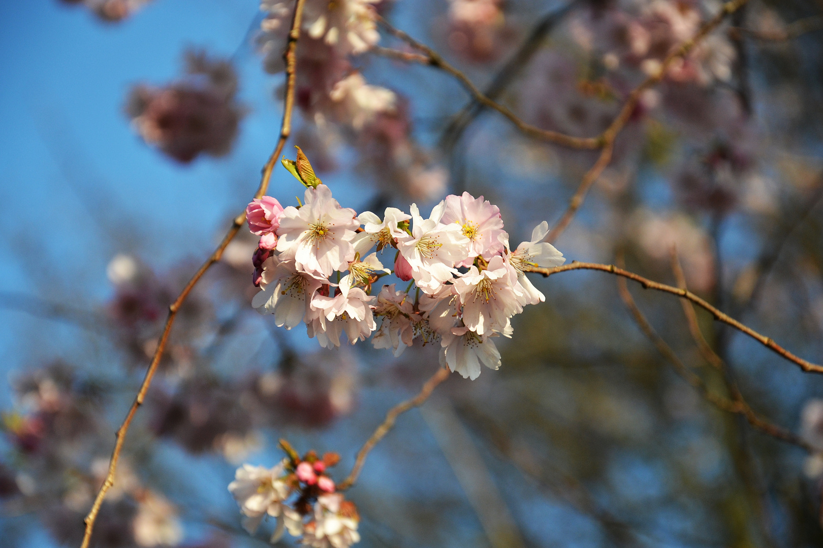 Kirschblüte