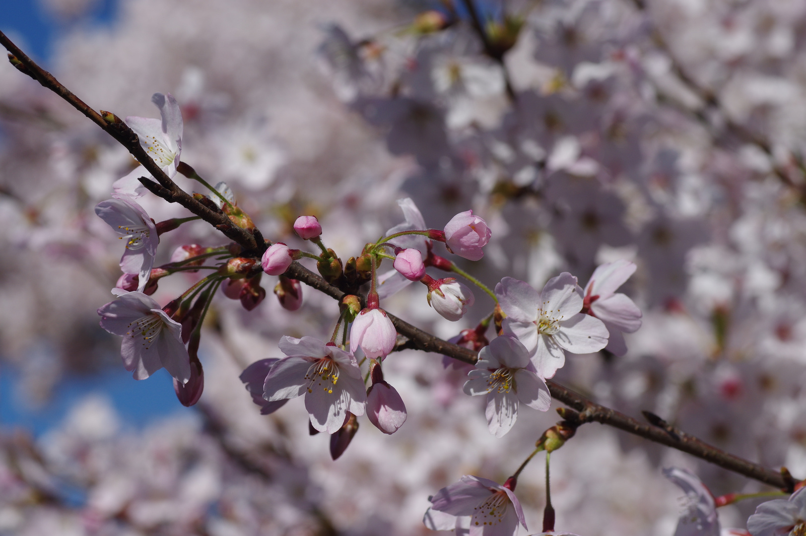 Kirschblüte