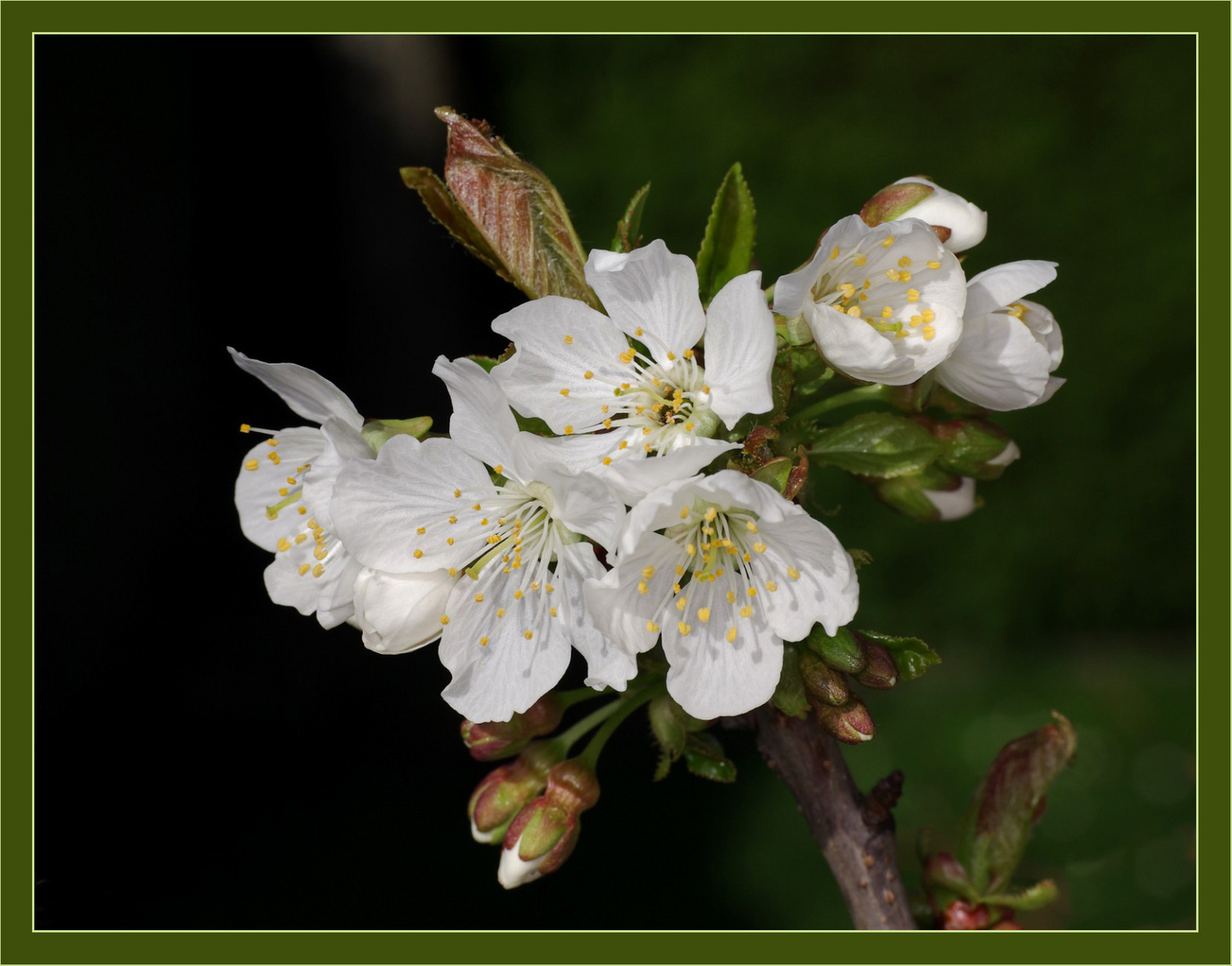 Kirschblüte