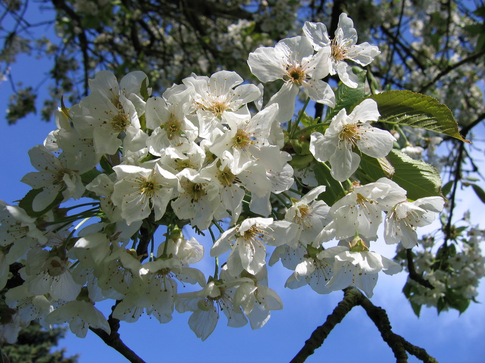 Kirschblüte