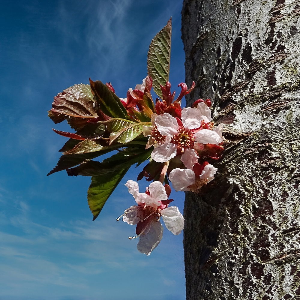 Kirschblüte