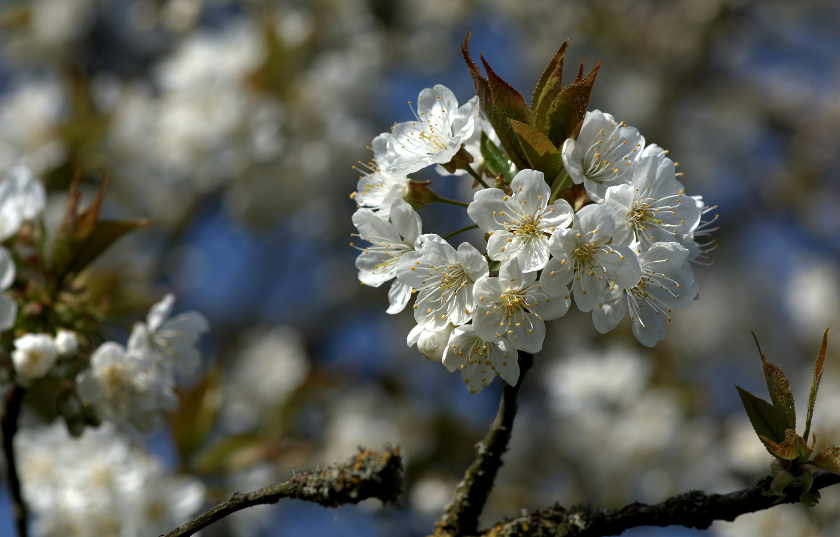 Kirschblüte ...