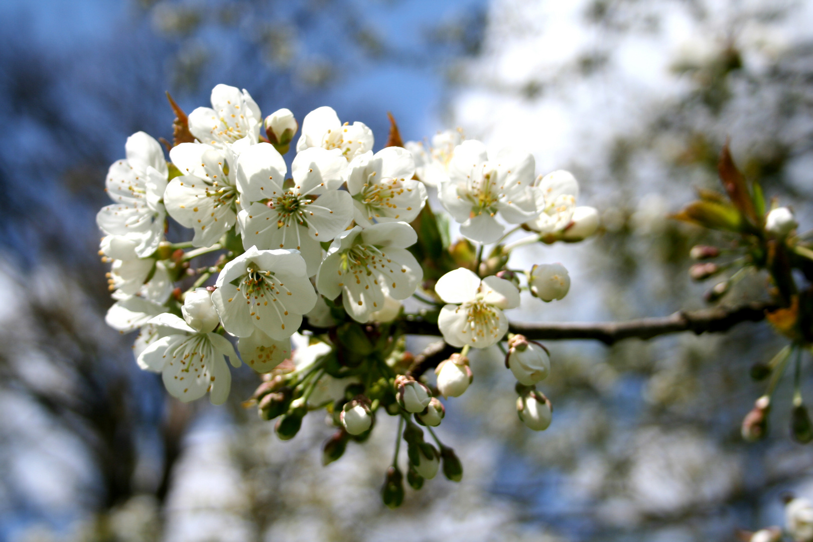 Kirschblüte