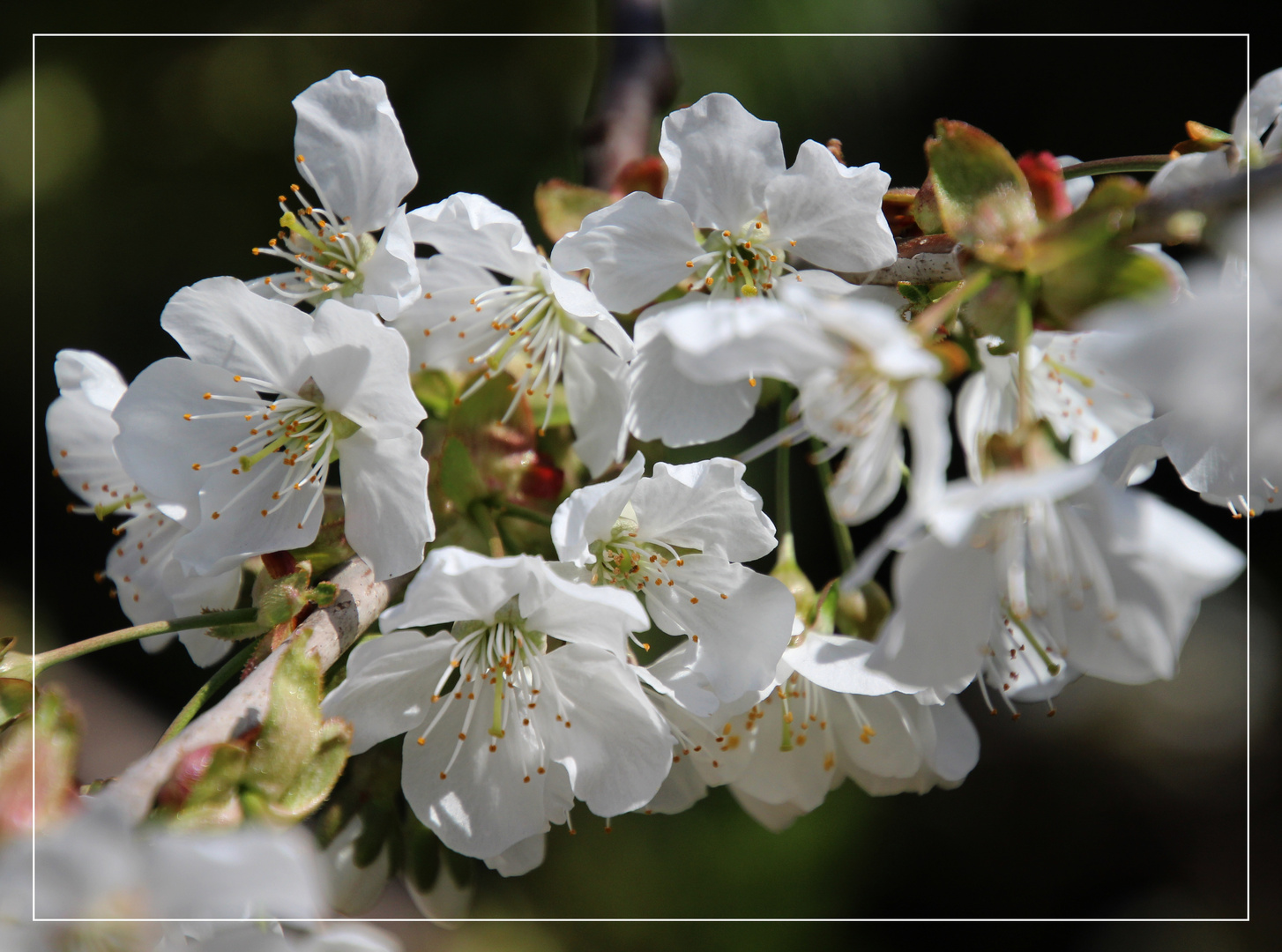 Kirschblüte ...