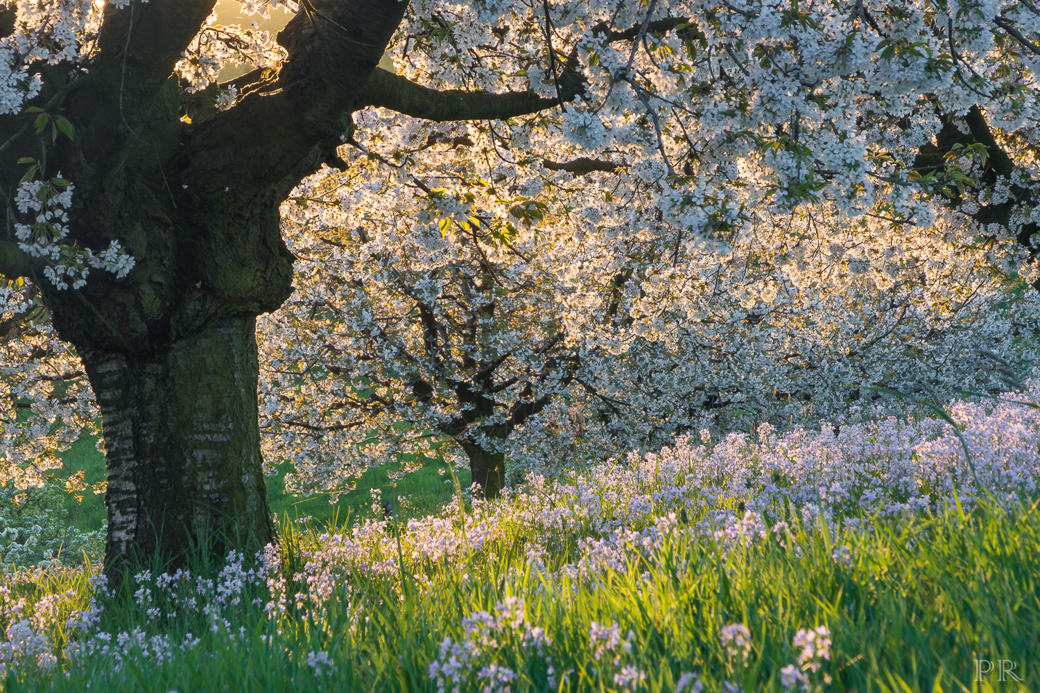 Kirschblüte