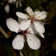 Kirschblüte