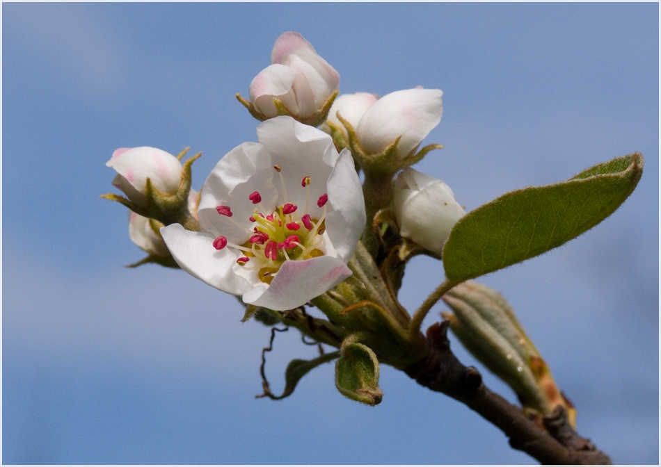 Kirschblüte