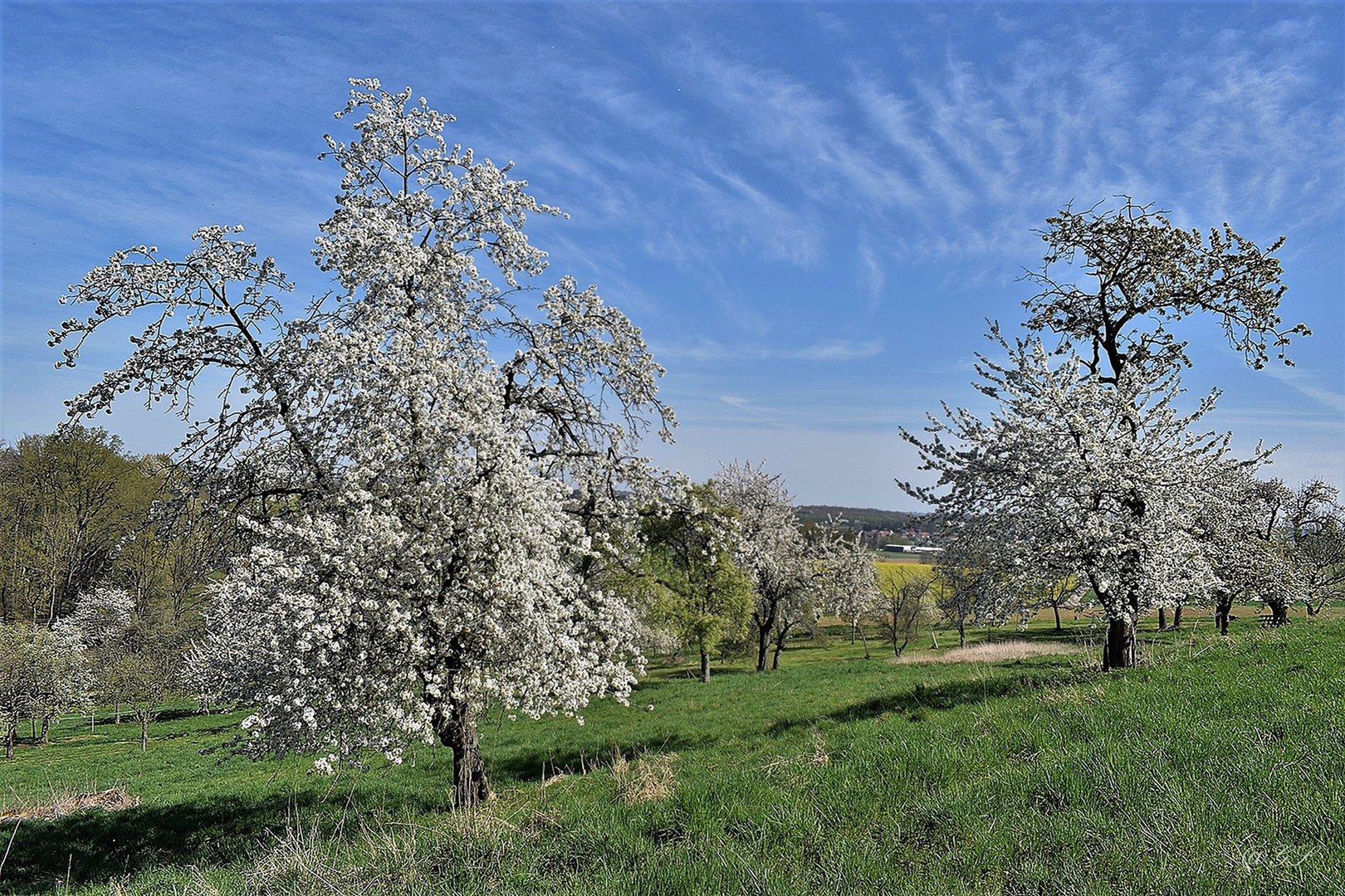 Kirschblüte