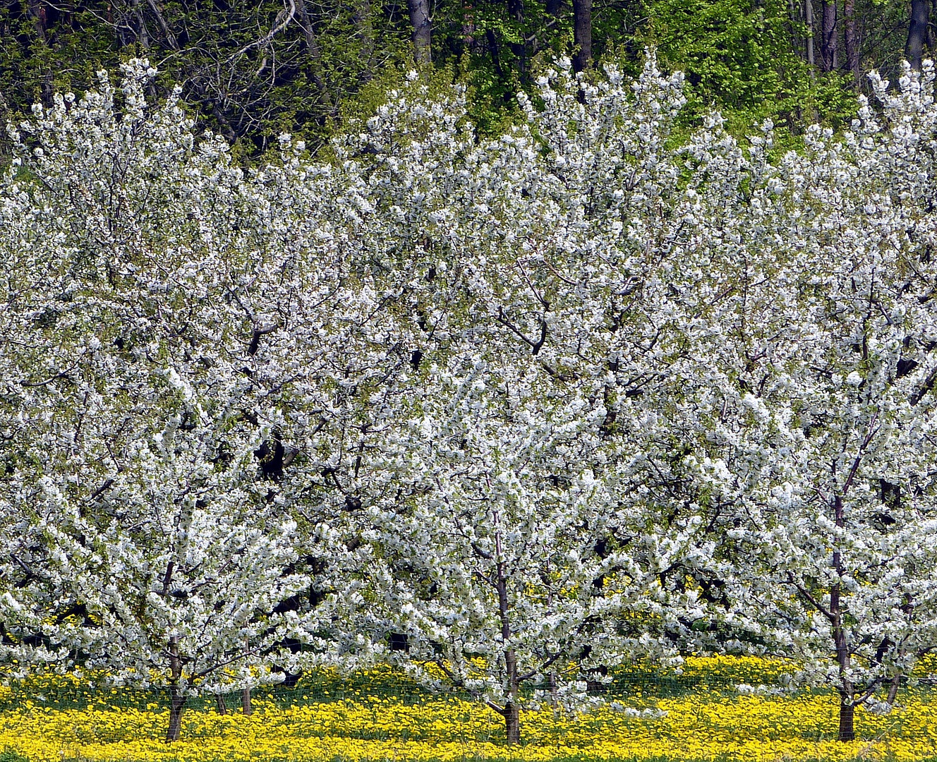 Kirschblüte