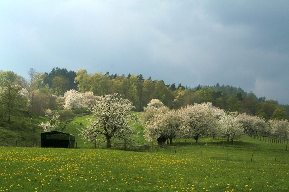 Kirschblüte...