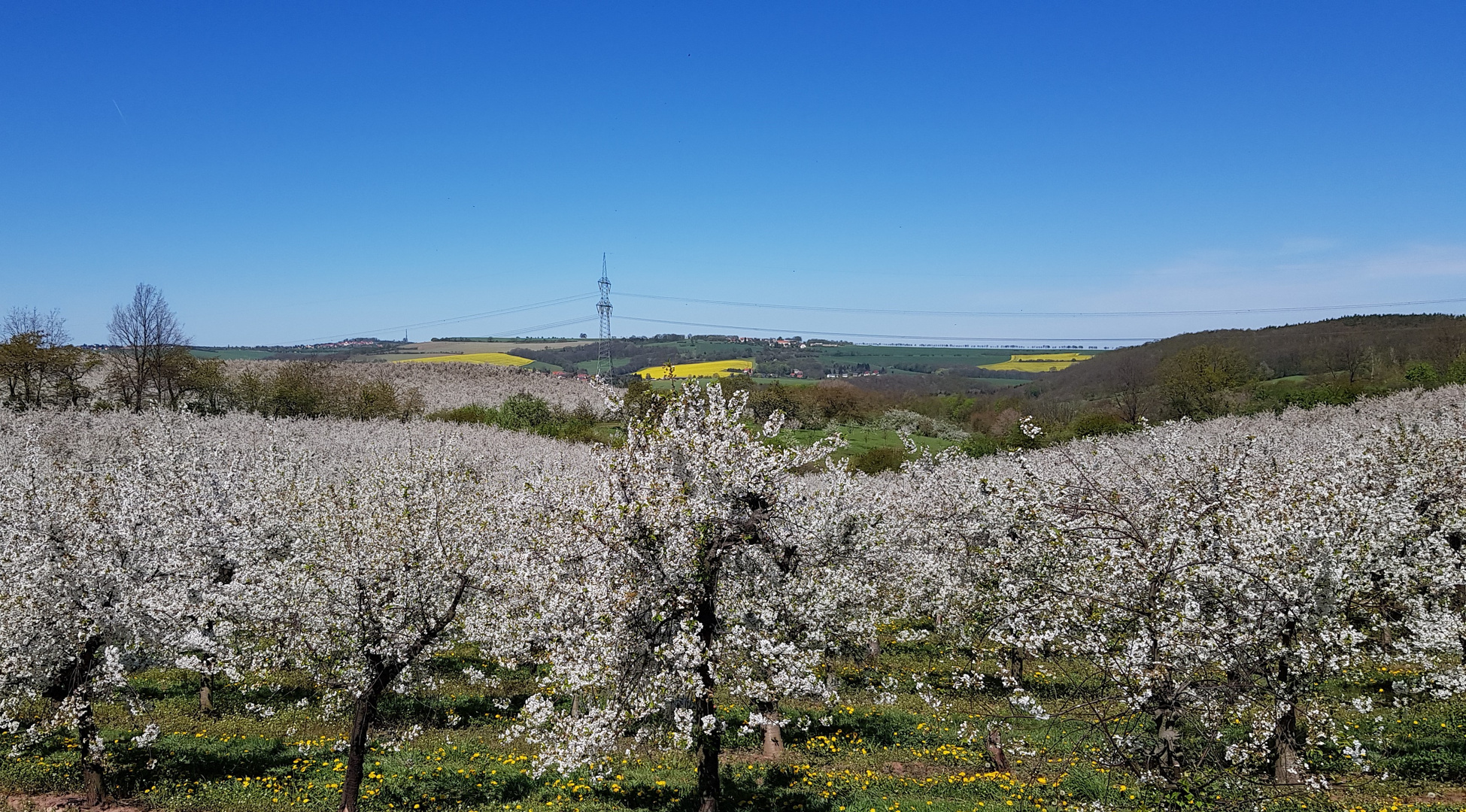 KIrschblüte