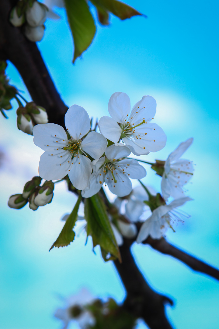 Kirschblüte