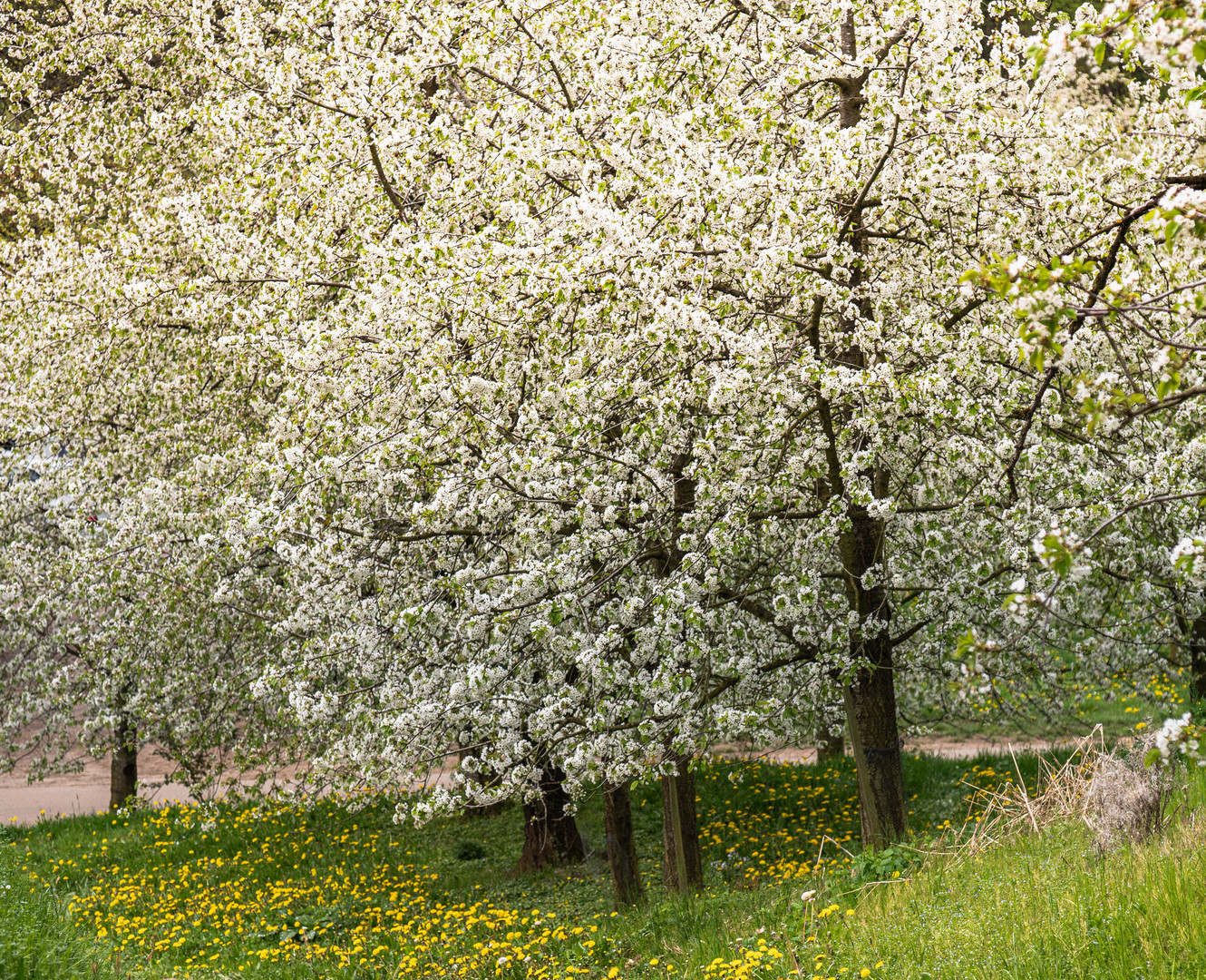 Kirschblüte