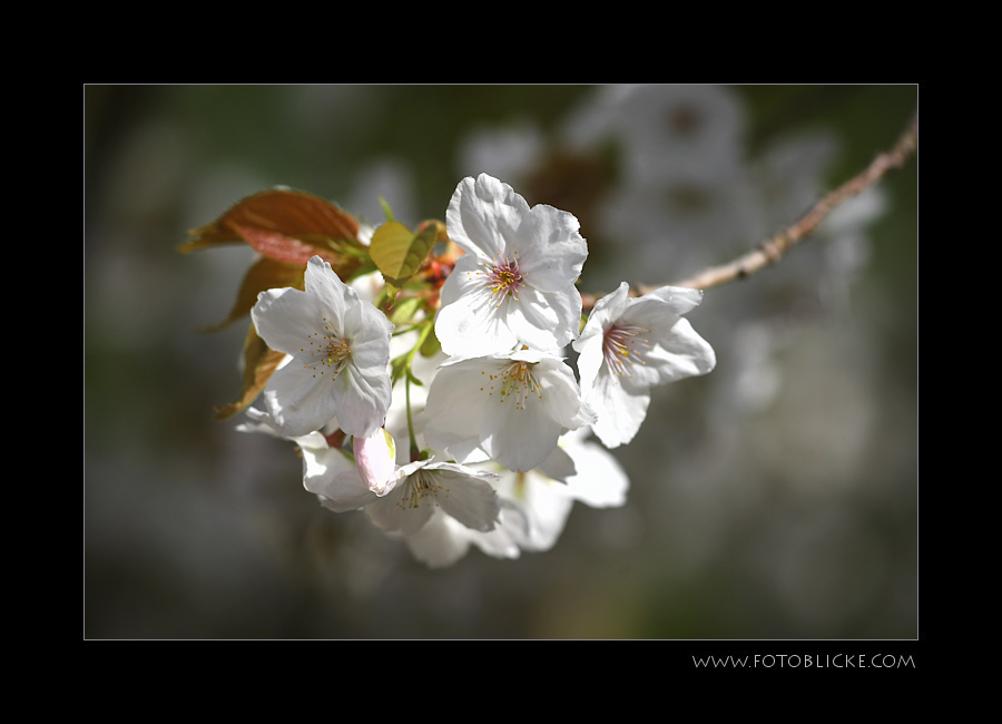 KirschBlüte