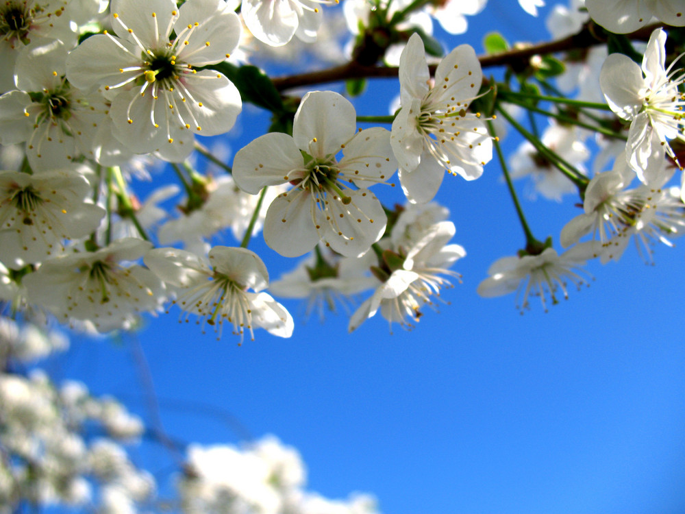 Kirschblüte...