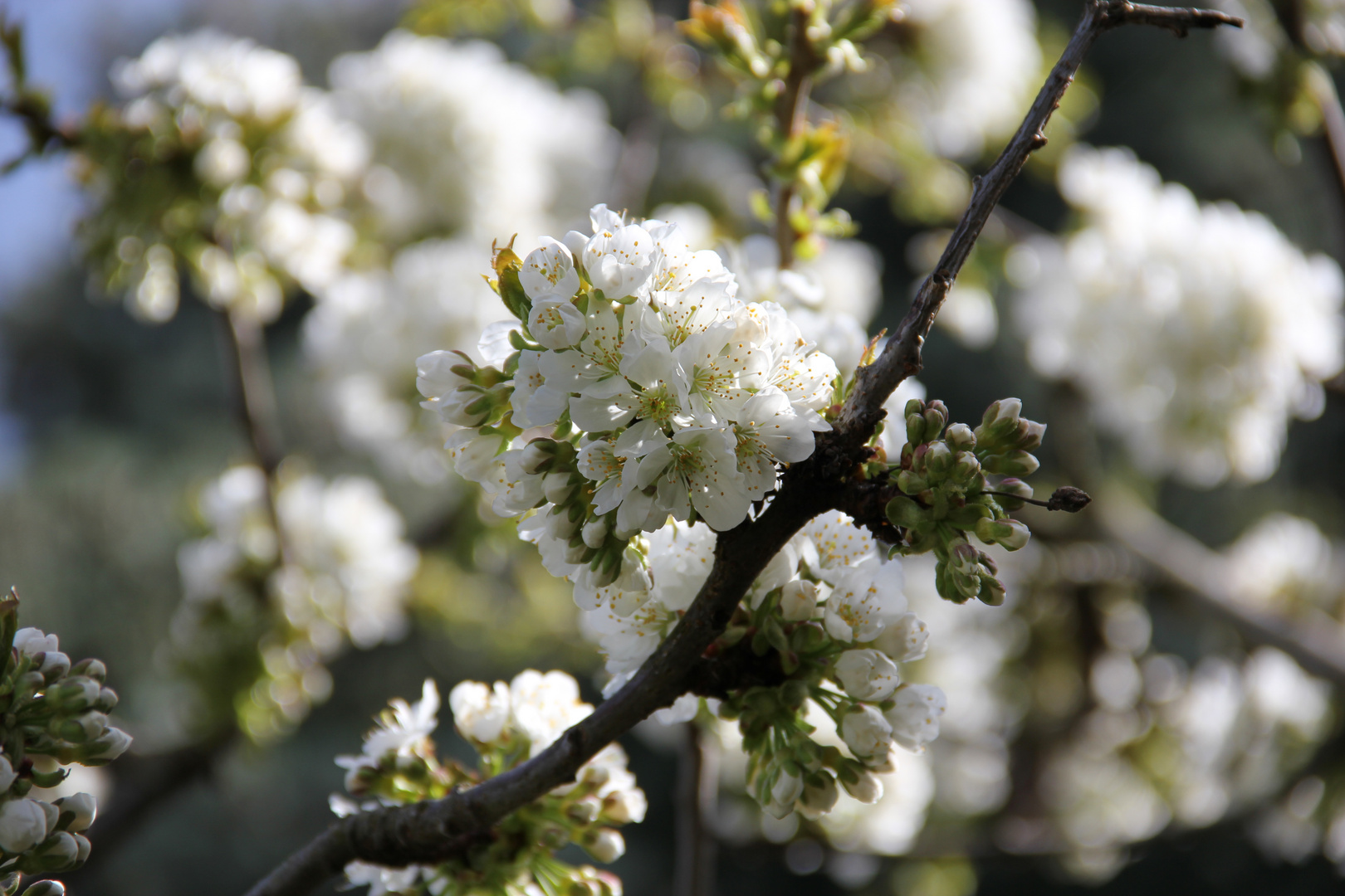 Kirschblüte