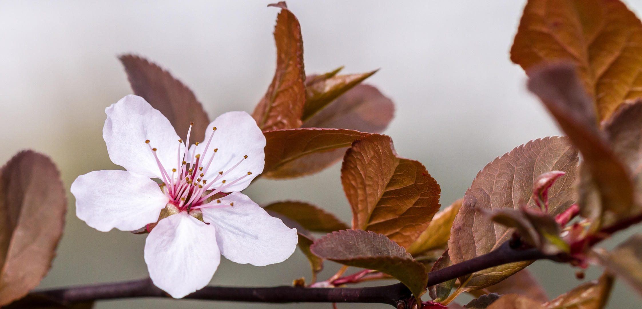 Kirschblüte