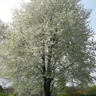 Kirschblüte