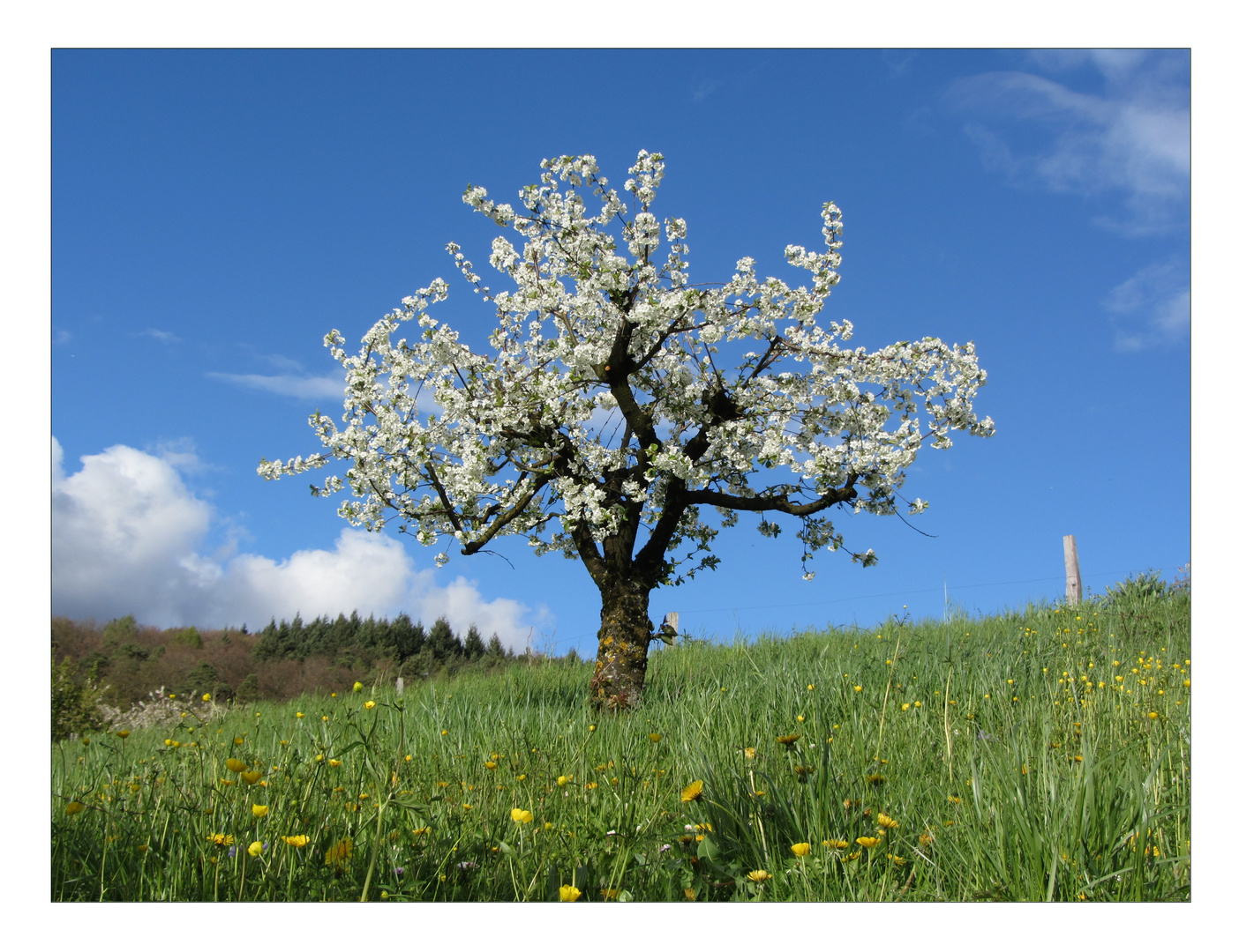 Kirschblüte