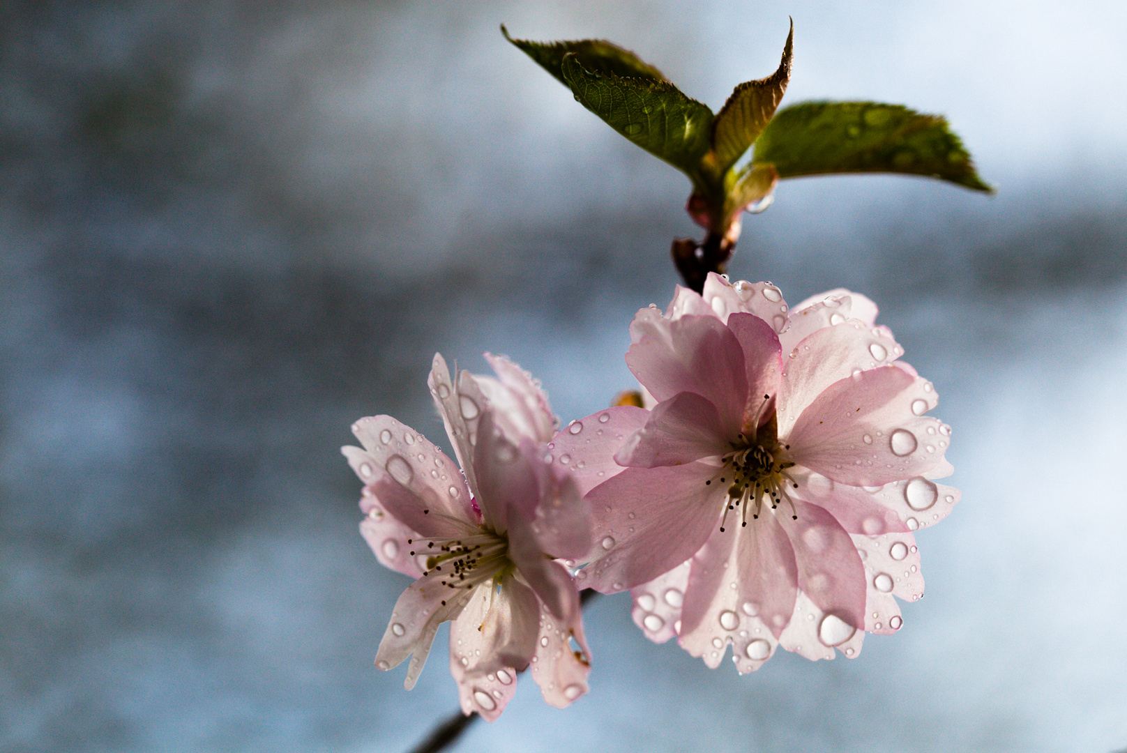 Kirschblüte