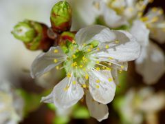 Kirschblüte