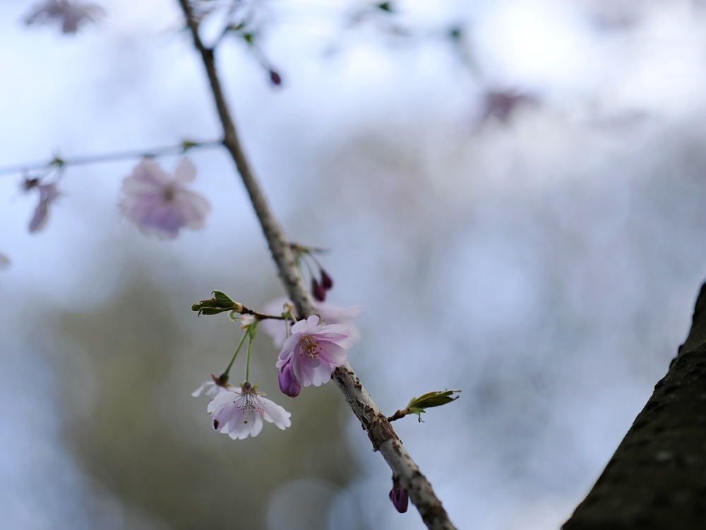 Kirschblüte