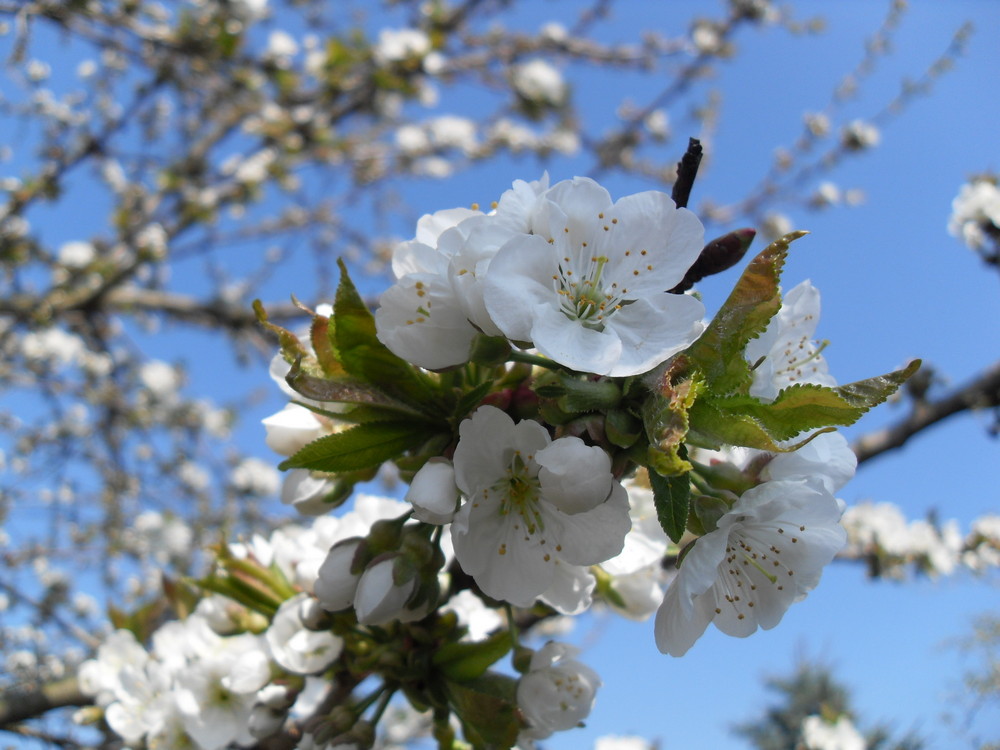 Kirschblüte