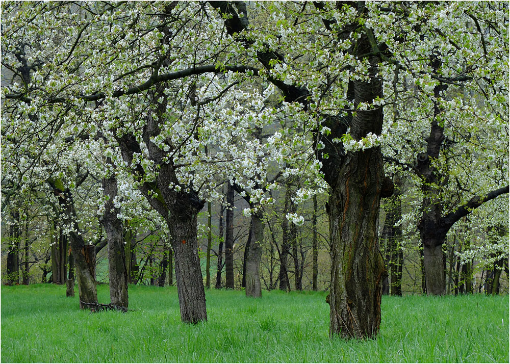 Kirschblüte