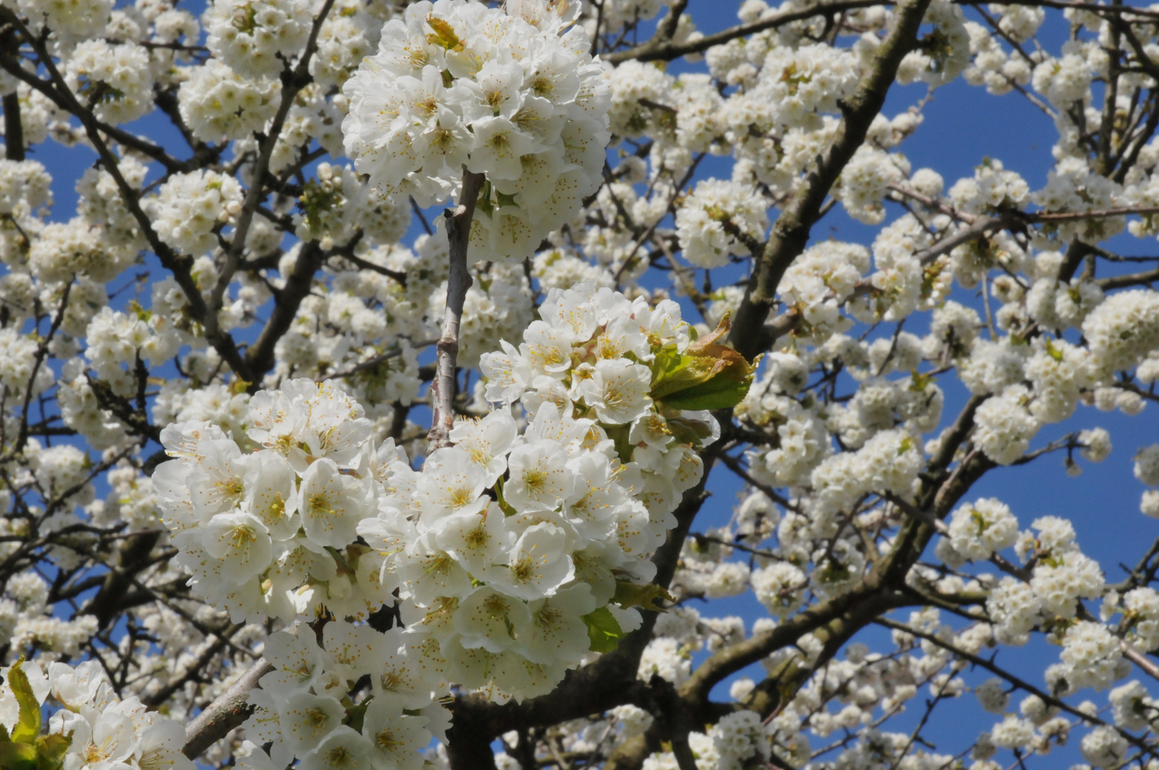 Kirschblüte