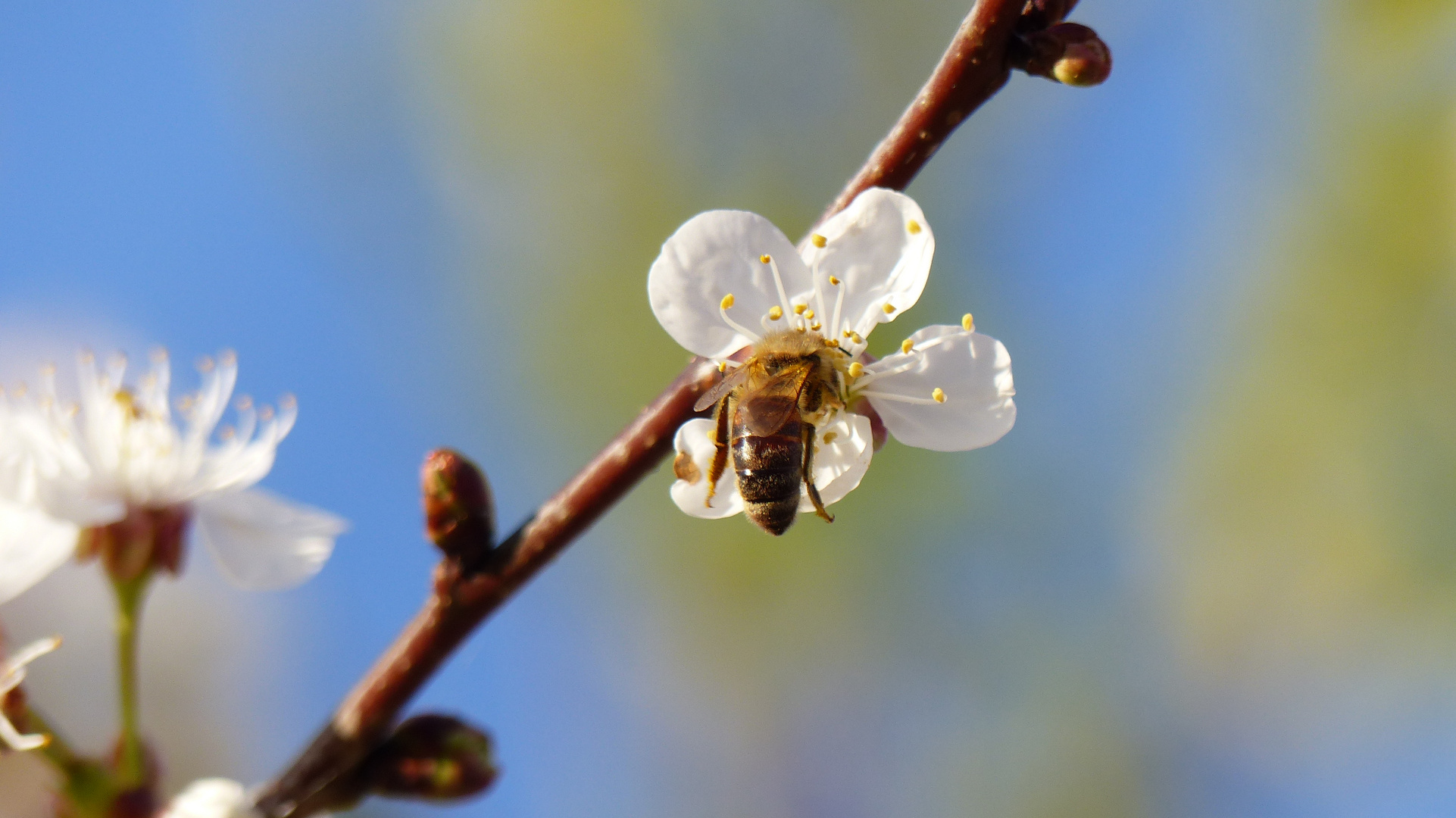 Kirschblüte als Tankstation für Bienen