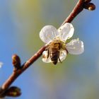 Kirschblüte als Tankstation für Bienen