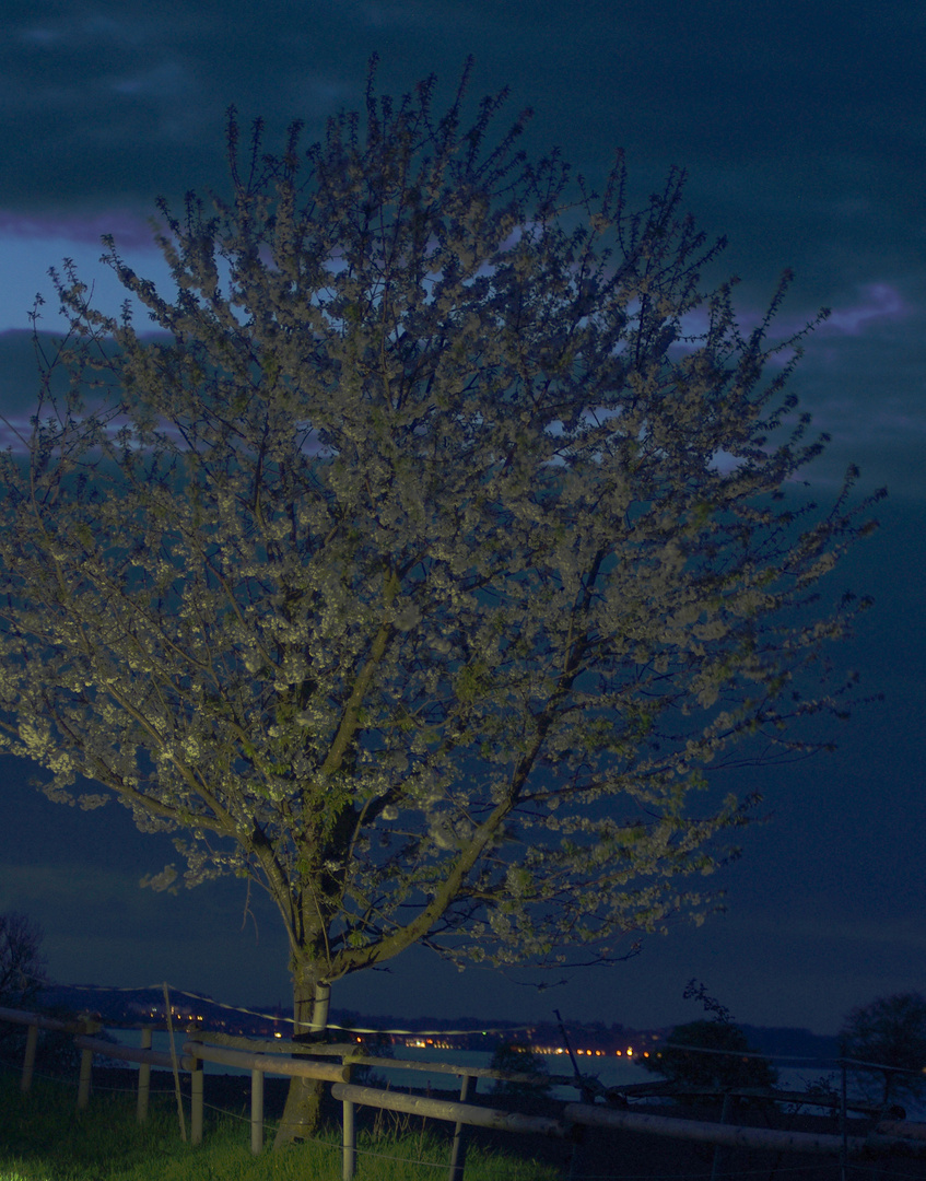 Kirschblüte am Abend