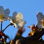 Kirschblüte am Abend