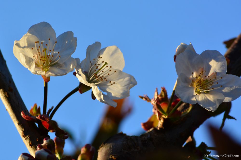 Kirschblüte am Abend