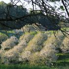 Kirschblüte am Bodensee