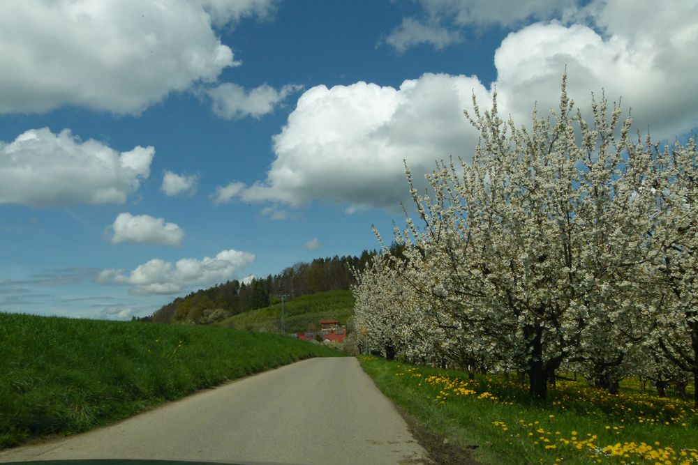 Kirschblüte am Bodensee