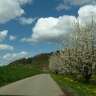 Kirschblüte am Bodensee