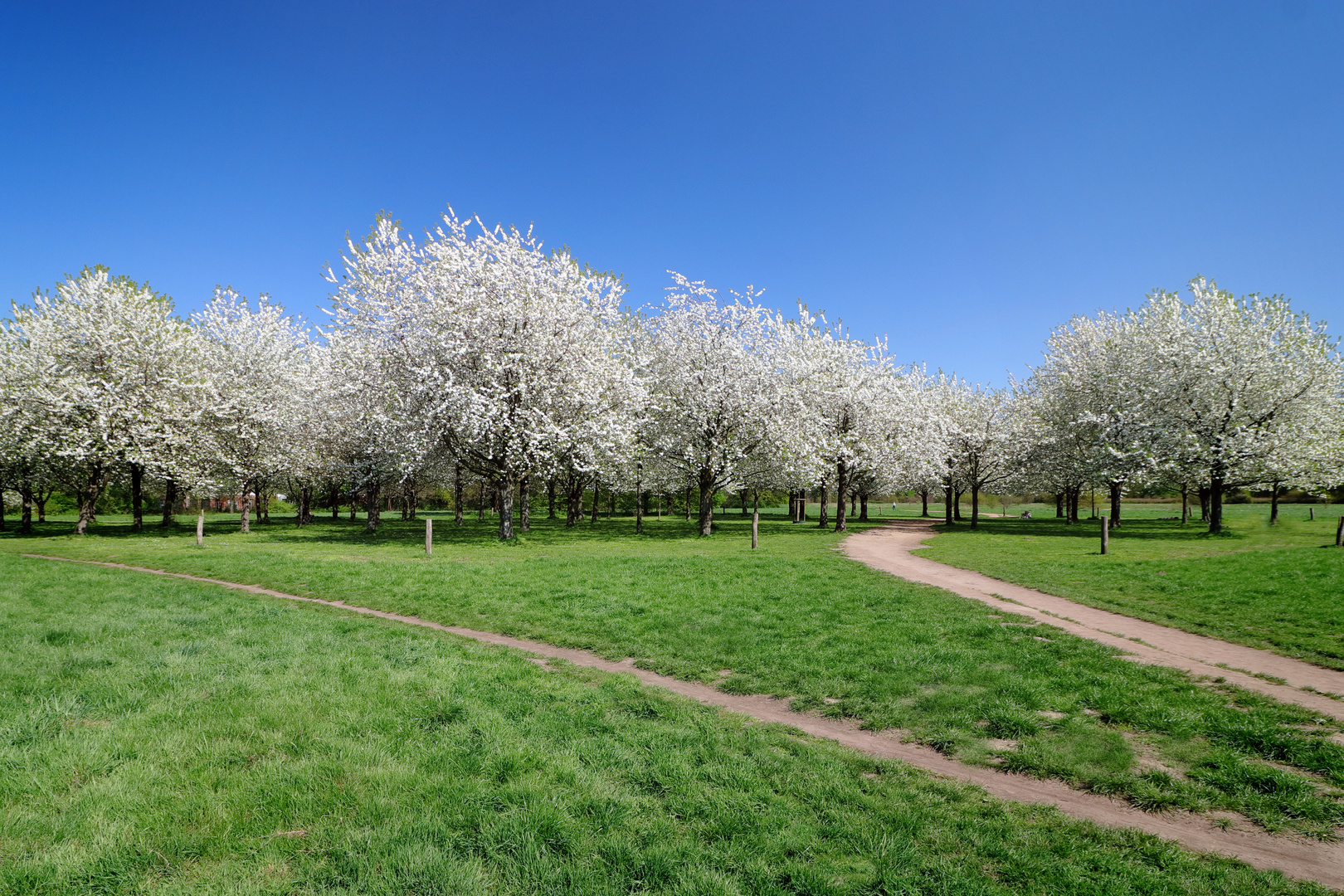 Kirschblüte am Hiroshima-Hain in Hannover 2018