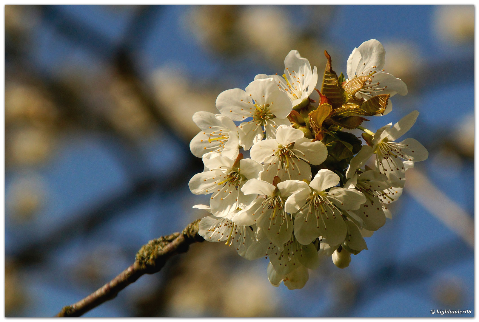 Kirschblüte am Hohenwartestausee