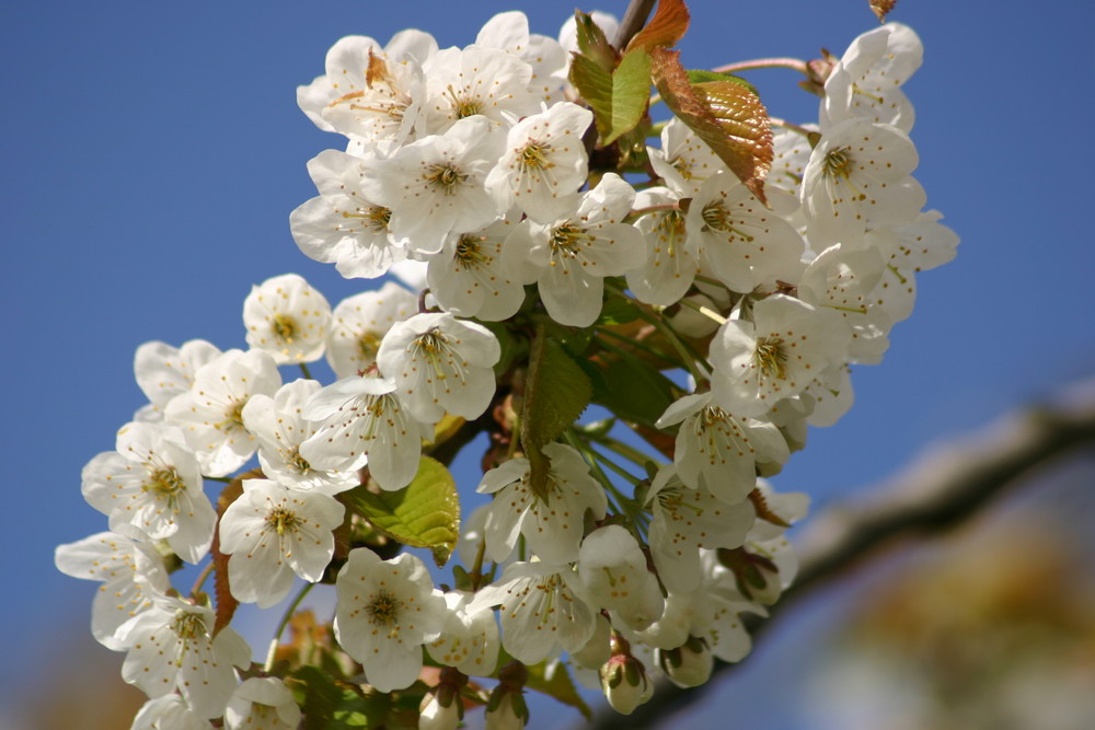 KIrschblüte am Innenhafen 12.April 2008