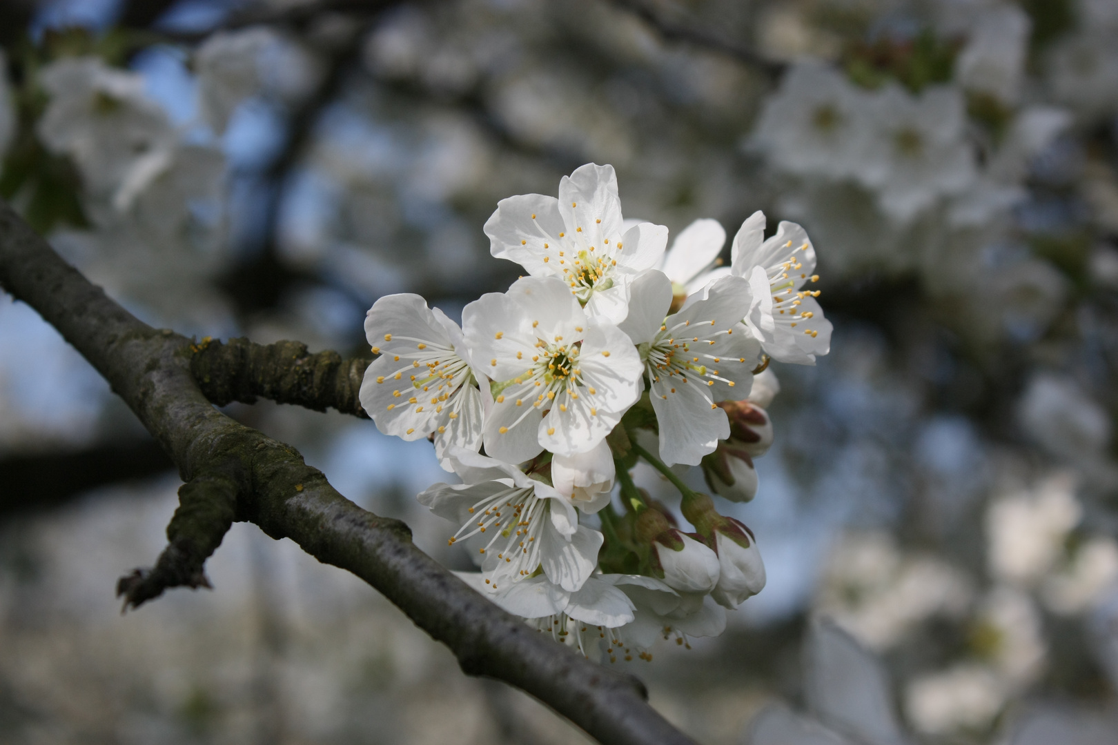 Kirschblüte am Kaiserstuhl