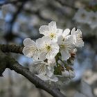 Kirschblüte am Kaiserstuhl