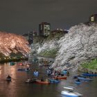 Kirschblüte am Kanal